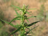 Конопля. Соцветие. Фото автора