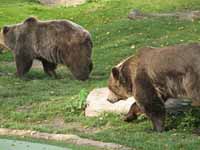 Медведи московского зоопарка наконец-то уснули