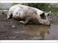 На английского фермера напало стадо свиней