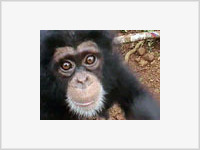 Кто выше: шимпанзе или человек?