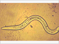 Спасение от глистов придёт с колхозных полей