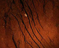 Ледниковый тираннозавр восстал из могилы