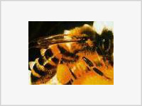 Сегодня день Пчелиного Пуда
