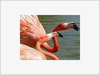 Гомосексуальная пара фламинго усыновила птенца