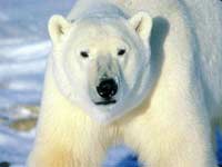 Глобальное потепление уничтожит белых медведей