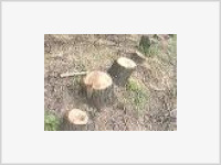 Архангельским дятлам пришлись по вкусу телеграфные столбы