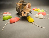 Женская логика на крючке рекламы