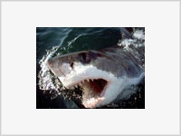 В Аденский залив, кишащий акулами, сбросили 200 человек