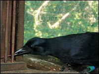 Ворона в клетке не глупее человека