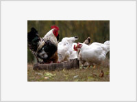В Японии убивают кур, чтобы остановить птичий грипп