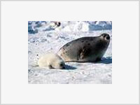 Казахстан: количество мертвых тюленей возросло до 530
