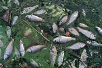 МЧС не рекомендует ловить рыбку в водах Сунгари