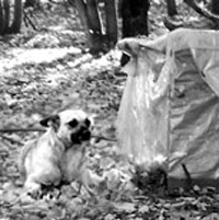 Собака покончила с собой из-за хозяйки