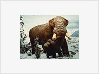 В Ингушетии найден древний кавказский слон В Ингушетии найден древний кавказский слон