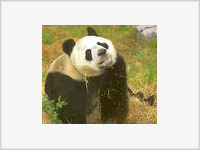 Любовь двух панд нанесла ущерб зоопарку