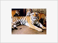  Отбитая  у пляжных фотографов тигрица родила троих детенышей