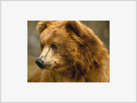 В Ярославле появился клуб любителей медведей