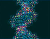 Русские генетически лучше американцев