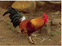 Японцы подтверждают эпидемию птичьего гриппа Японцы подтверждают эпидемию птичьего гриппа