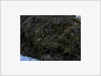 Жена по частям похоронила мужа в навозе