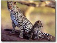 В Приморье для леопардов сажают лиственницы