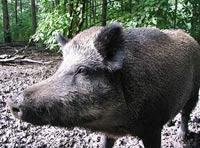 Кабан - предок европейских пород свиней