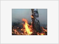 На Дальнем Востоке возникло 368 природных пожаров