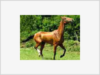 В Туркмении чествуют  крылья народа  - ахалтекинцев