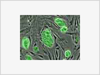 Британские ученые скрестят человека и животное