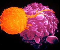 Учёные раскрасят раковые клетки