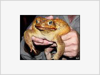 В Австралии обнаружена гигантская жаба