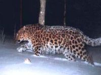 В Приморье считают леопардов
