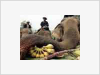 Слонам в честь праздника устроили пир