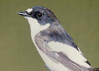 Мухоловка-пеструшка более чувствительна к радиации, чем большая