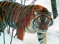 В Приморье молодая тигрица погибла под колесами рейсового