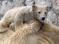 В Московском зоопарке родились белые медвежата