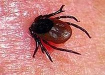 Клещи атакуют