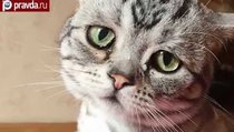 "Плачущая" кошка растрогала Instagram 