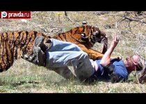 Опасная дружба с тигром