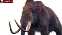Ученые возродят мамонтов? 