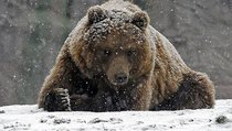 Убийство медведя в Якутии: преступление или подвиг? 