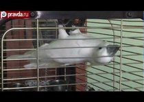 Говорит и поет попугай Рома 