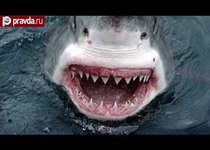 Жителям Владивостока запретили купаться из-за акул