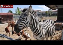 Как вырастить зеброида