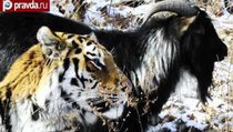 Друзья по лайкам: Тигр Амур и козел Тимур завели Instagram 