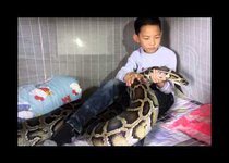 Питон-убийца: домашний любимец