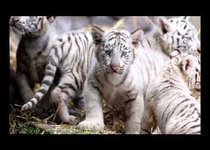 Белоснежное чудо природы