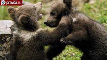 Полиция Москвы спасла двух медвежат 