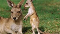 "Санкции Австралии опасны для России только нехваткой кенгуру" 