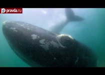 Самка кита спасла детёныша 